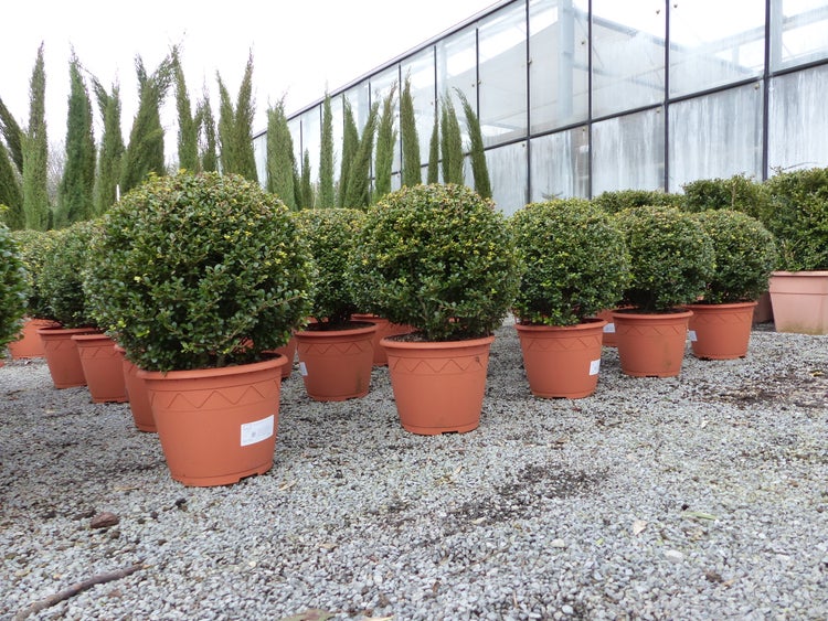 In Kugelform geschnittene Ilex-Pflanzen in braunen Töpfen auf Kies vor einem Gewächshaus.