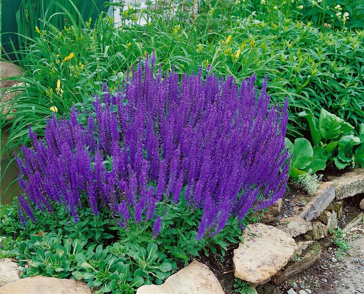 Salvia nemorosa 'Blaukönigin', Steppensalbei, blau, ca. 9x9 cm Topf