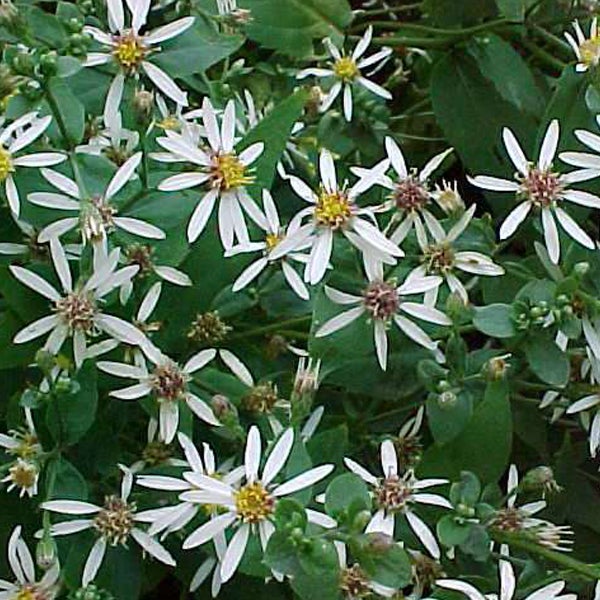 Nahaufnahme von blühenden Raublatt-Astern im Garten.