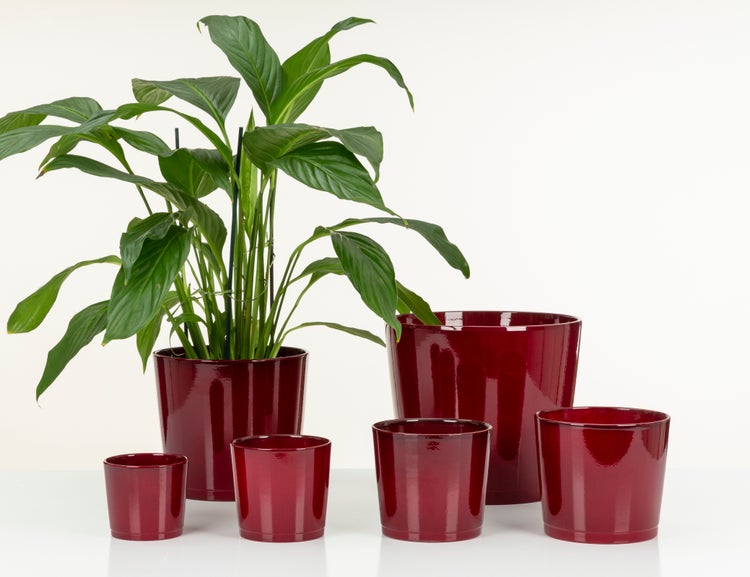 Scheurich Blumentopf aus Keramik,  Farbe: Dark Red, 22 cm Durchmesser, 19,7 cm hoch, 7,5 l Vol.