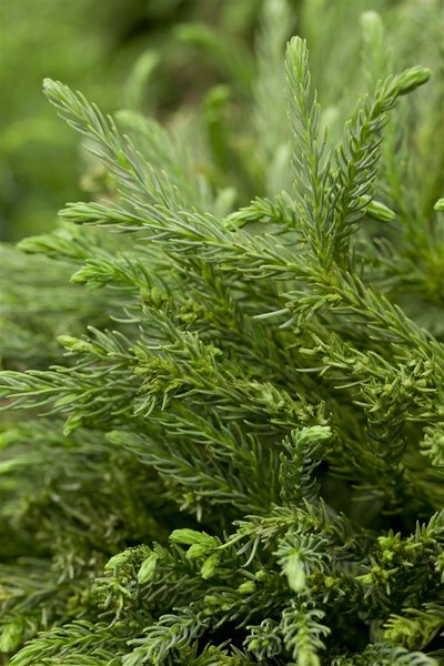 Cryptomeria japonica 'Dinger', Japanische Sicheltanne, 15–20 cm