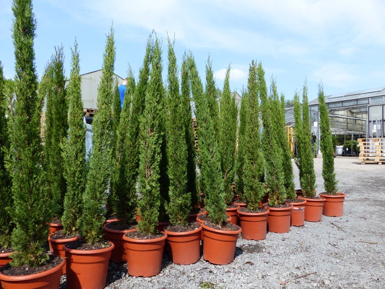 Mehrere schlanke, kegelförmige Zypressen in Kunststofftöpfen in einem hellen, weitläufigen Gewächshaus mit Metallstruktur.