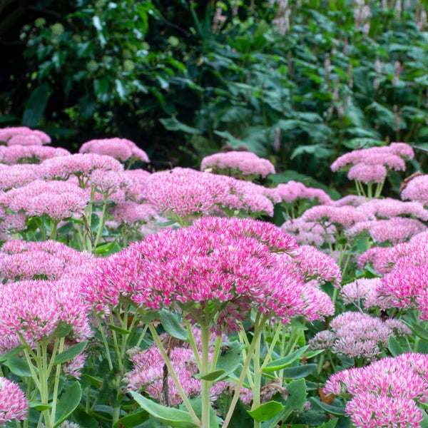 Nahaufnahme von Fetthennen im Gartenbeet