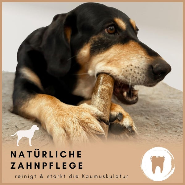 Ein Hund kaut auf einem natürlichen Zahnpflegeprodukt zur Stärkung der Kaumuskulatur
