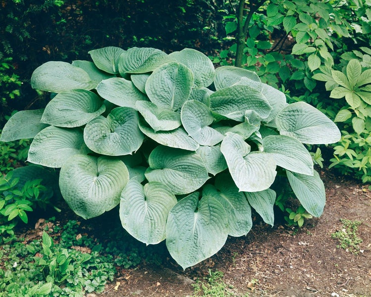 Funkie im Gartenbeet mit grossen, herzförmigen Blättern