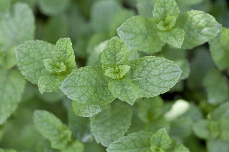 Mentha spicata, Grüne Minze, aromatisch, ca. 9x9 cm Topf