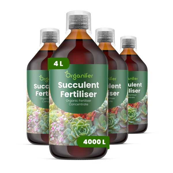 Flüssigdünger Für Sukkulenten 4x1L – 2-1-8 NPK – Flüssig-Pflanzendünger Für Sukkulenten – Organifer
