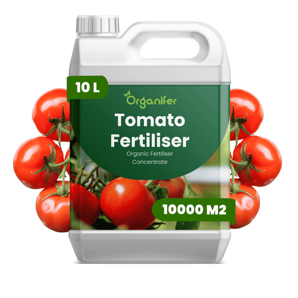 Organifer Tomatendünger, organisches Düngerkonzentrat, 10 Liter Kanister für circa 10000 Quadratmeter, Abbildung mit Tomaten.