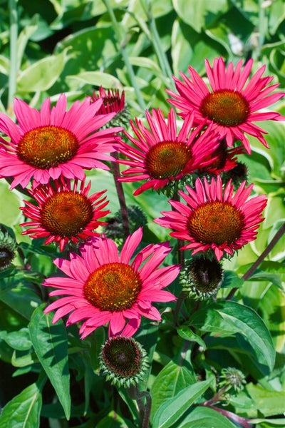 Echinacea purpurea 'Fatal Attraction', Sonnenhut, purpur, ca. 11x11 cm Topf