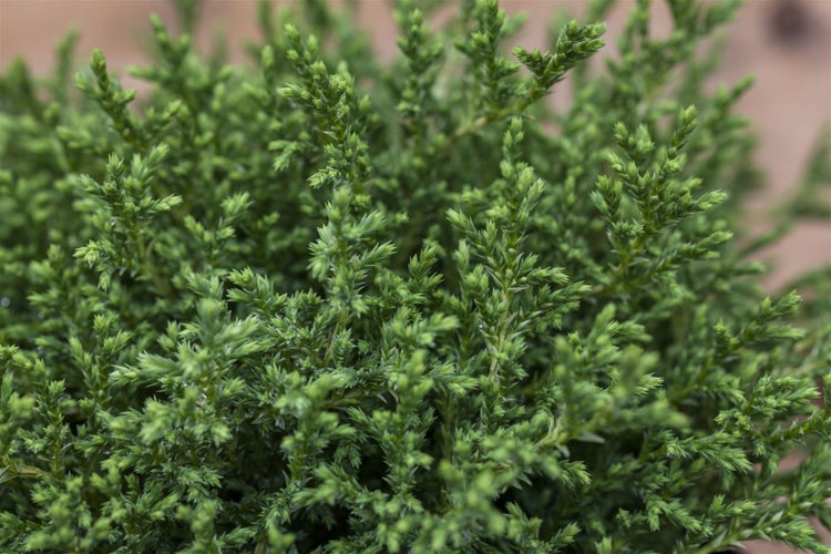 Chamaecyparis pisifera 'Plumosa Compressa', Zwerg-Scheinzypresse, 15–20 cm