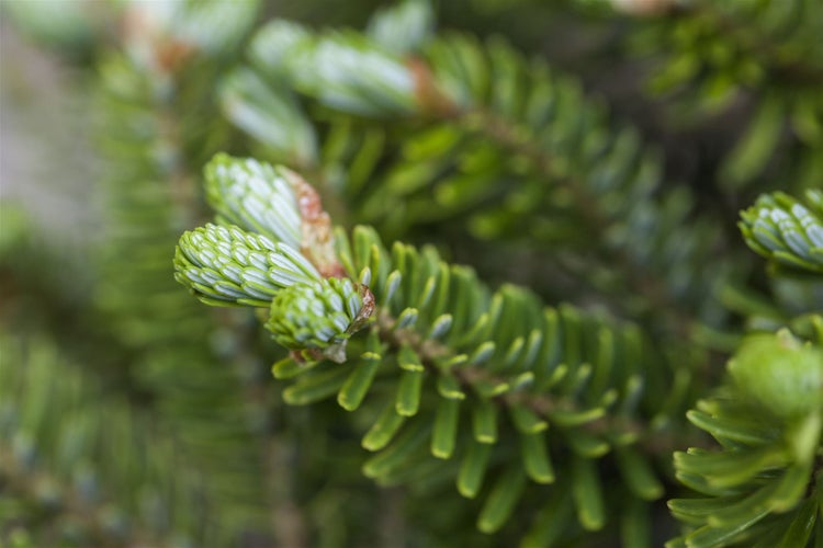 Abies koreana 'Molli', Koreanische Tanne, kompakt, 20–30 cm