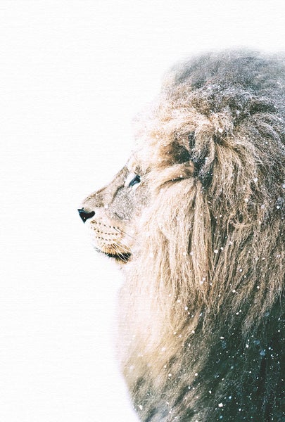 Porträt eines Löwen im Schnee
