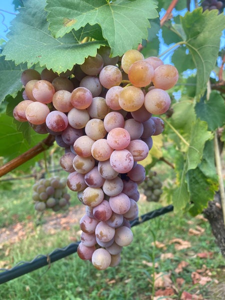 Eine Traube reifer hellroter Tafeltrauben hängt an einem Rebstock im Weinberg.