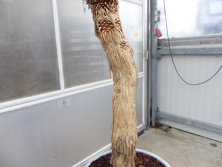 Yucca Rostrata  Mexico, Palme, 190 cm, Stamm 104 cm winterhart