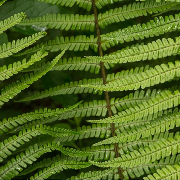 Nahaufnahme von Farnblättern