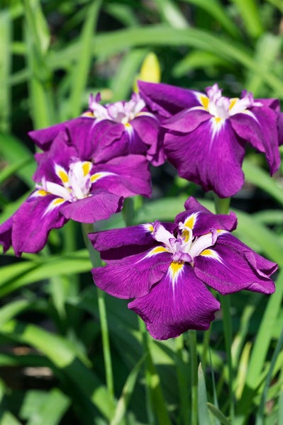 Iris ensata 'Loyalty', Japanische Schwertlilie, violett, ca. 9x9 cm Topf