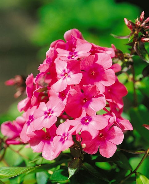 Nahaufnahme einer Phlox-Blütenstand mit einzelnen rosa Blüten.
