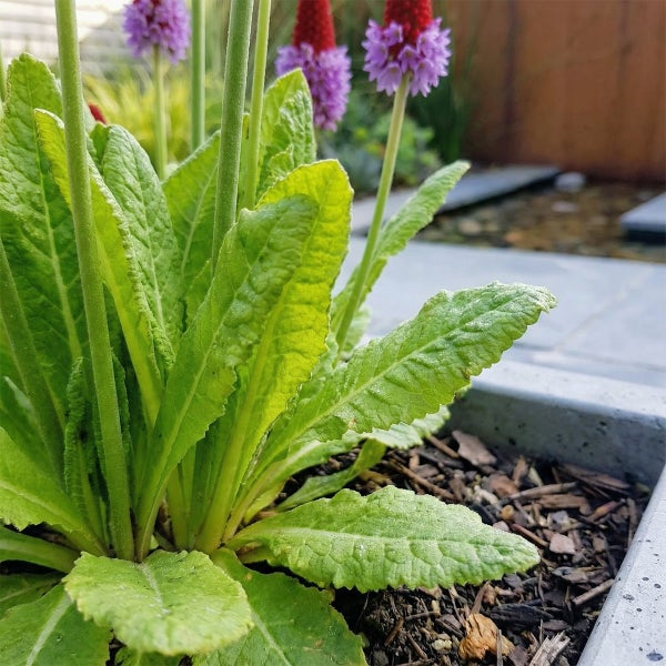 Orchideen-Primel Primula vialii mit strukturierten grünen Blättern und violett-roten Blütenähren in einem Pflanzgefäß mit Mulch.