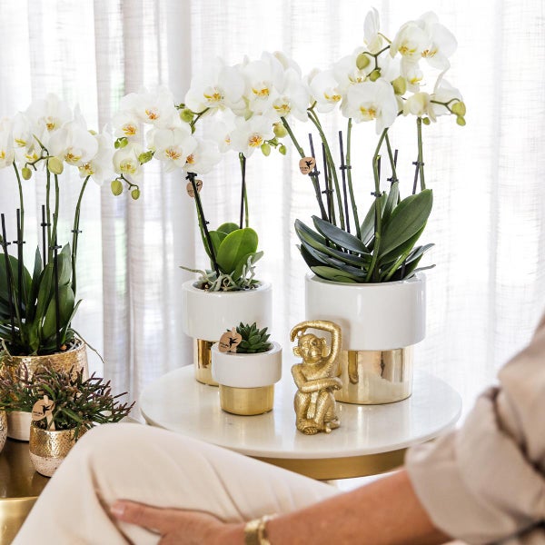 Kolibri Orchids weiße Phalaenopsis Orchidee Amabilis + Elite Topf Gold Topfgröße 9cm 35cm hoch blühende Zimmerpflanze