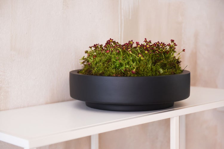 Flache runde Pflanzschale in Schwarz mit Moos und kleinen roten Blüten auf einem weißen Regal.