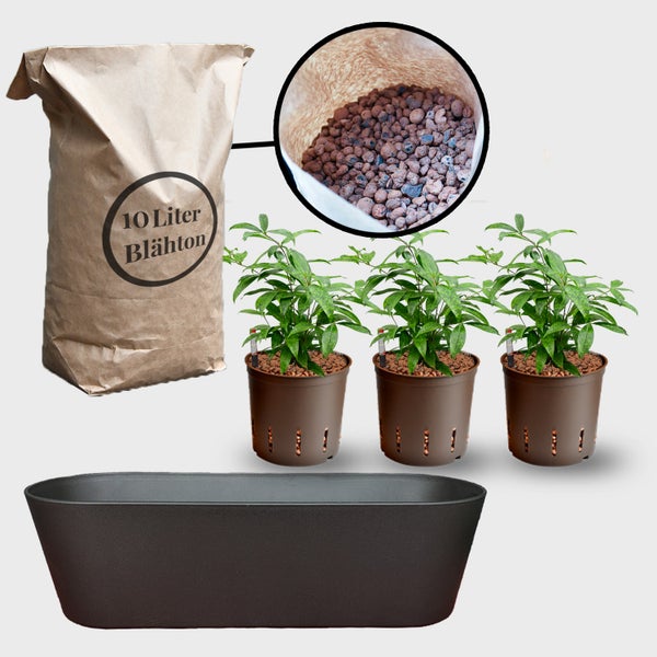 Pflanzenset mit 10 Liter Blähton Sack, drei Pflanzen in Töpfen und einem Pflanzgefäß
