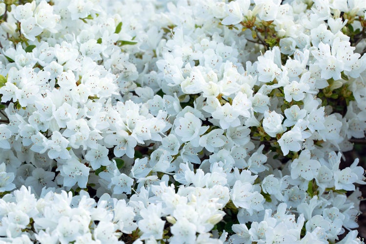Rhododendron obt. 'Diamant Weiß', Rhododendron, weiß, 20–25 cm