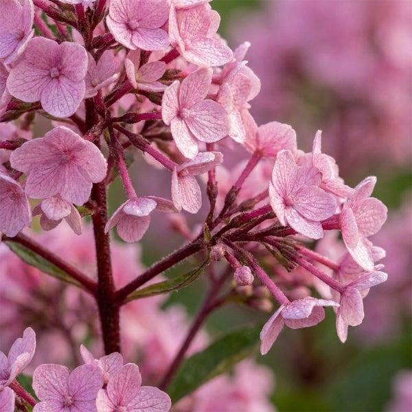 Nahaufnahme einer rosa blühenden Rispenhortensie mit vielen kleinen Einzelblüten.
