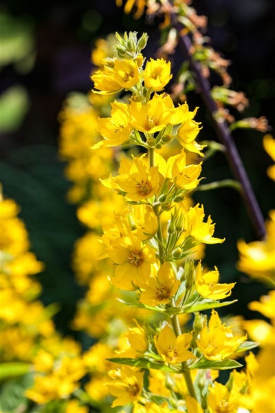 Lysimachia punctata, Goldfelberich, gelb, ca. 9x9 cm Topf