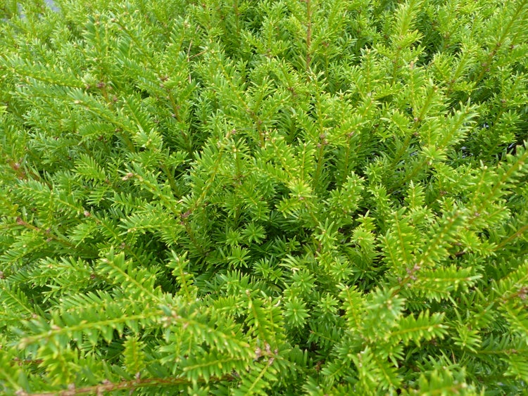 Dichte Eibenhecke mit feinen Nadeln als Gartenpflanze