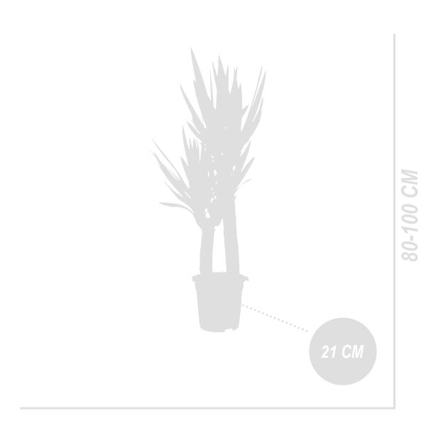 Bloomique - 2er Set - Yucca Elephantipes - Yucca Palme - Palmlilie - Zimmerpflanzen - Pflegeleicht - Luftreinigend - Höhe 80-100 cm - Topf 21 cm