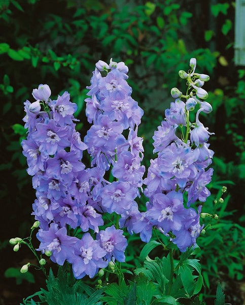Delphinium Pacific 'Guinevere', Rittersporn, rosa, ca. 11x11 cm Topf