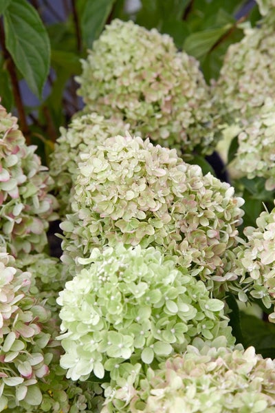 Nahaufnahme von Hortensienblüten