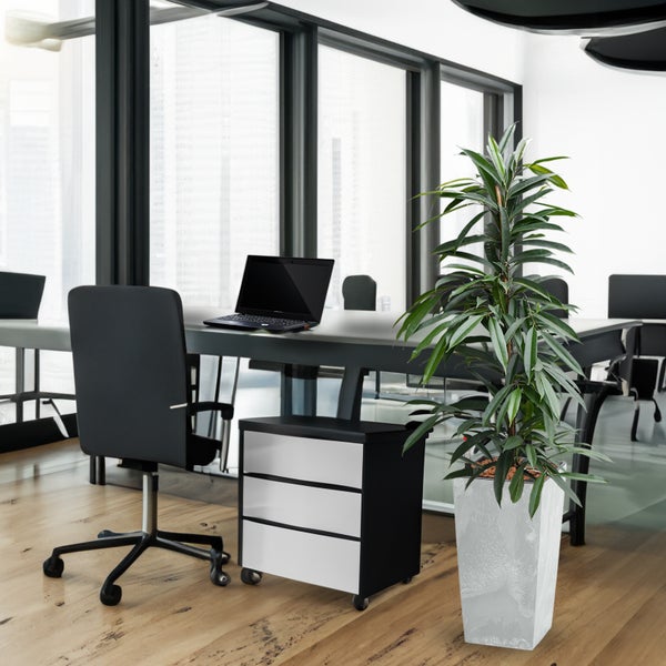 Büro mit Schreibtisch, Bürostuhl, Rollcontainer und Zimmerpflanze in einem Topf