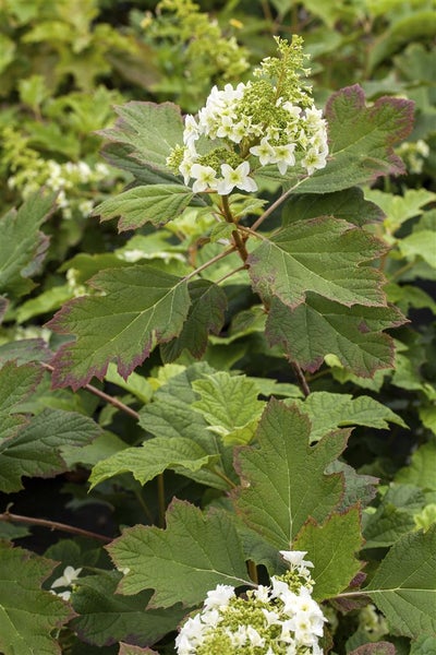 Hydrangea quercifolia, Eichenblatthortensie, 60–80 cm