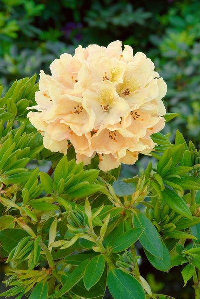 Rhododendron Hybr. 'Belkanto', Rhododendron, rosa Blüten, 40–50 cm