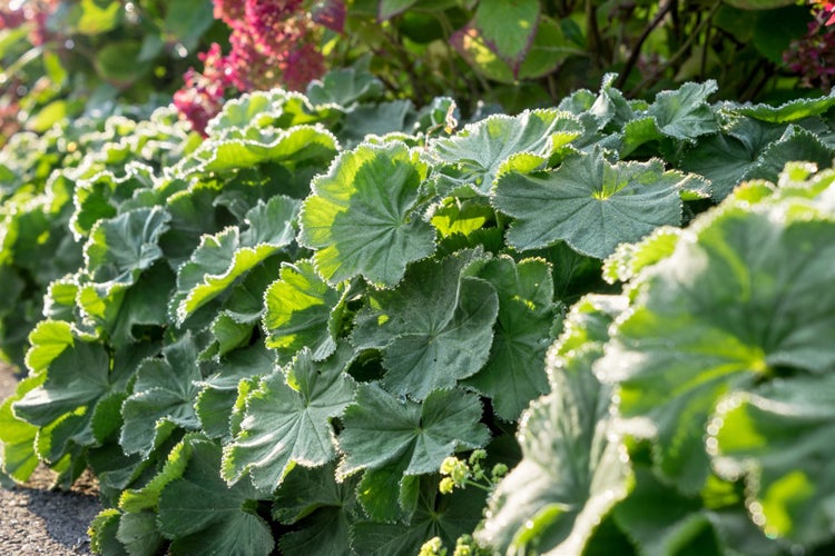 Alchemilla mollis 'Robustica', Frauenmantel, grün, ca. 9x9 cm Topf