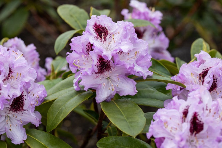 Blühender Rhododendron mit Blättern