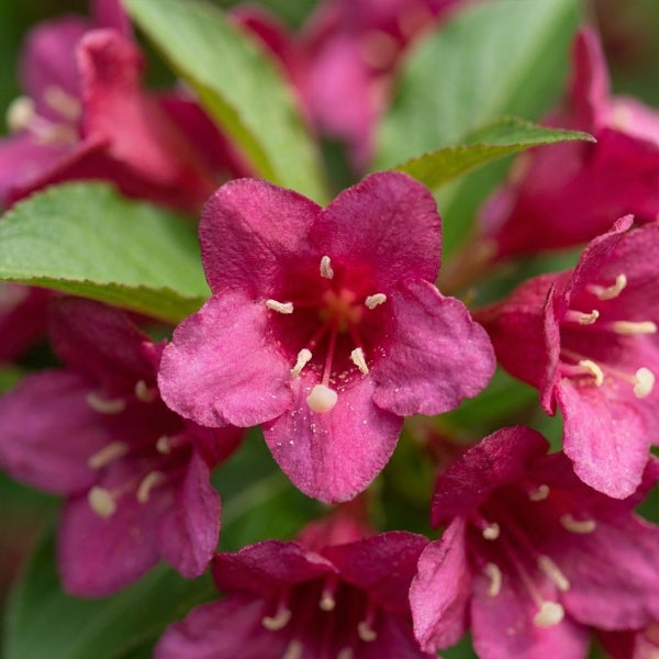 Nahaufnahme einer Weigelie mit magentafarbenen Blüten und grünen Blättern.