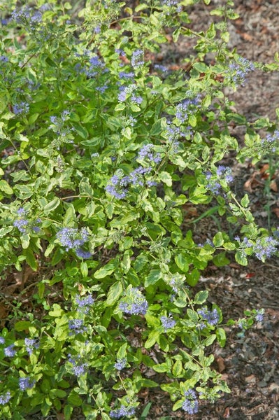Blauflieder mit grün-gelben Blättern und blauen Blüten
