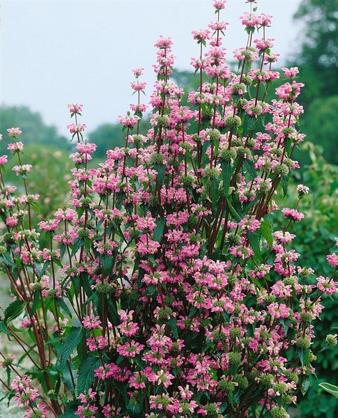Phlomis tuberosa, Ziest, rosa Blüten, ca. 9x9 cm Topf