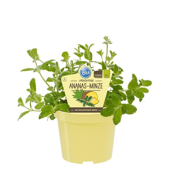 Biologische Ananas-Minze Blu im Topf, essbare Kräuterpflanze aus biologischem Anbau.
