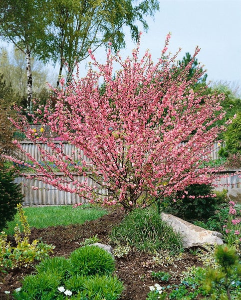 Prunus triloba 'CAC', Mandelbäumchen, rosa Blüten, 80 cm Stammhöhe
