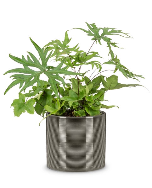 Scheurich Blumentopf aus Keramik,  Farbe: Glass Grey, 23 cm Durchmesser, 21 cm hoch, 7,4 l Vol.