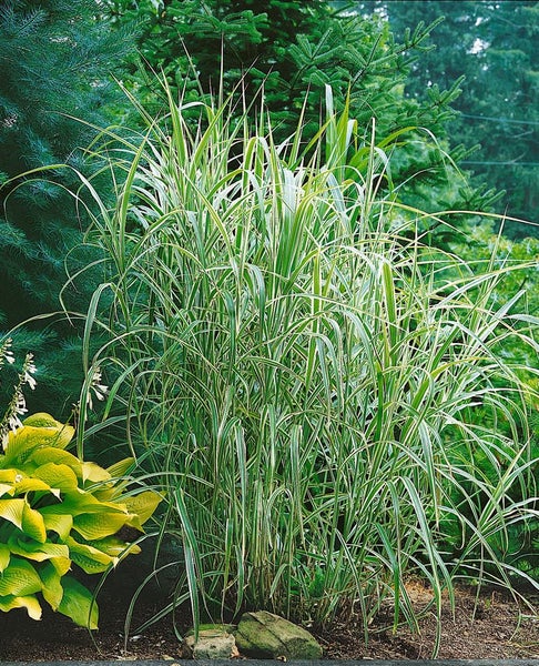 Miscanthus sinensis 'Cosmopolitan', Chinaschilf, grün-weiß, 3-5 L Container