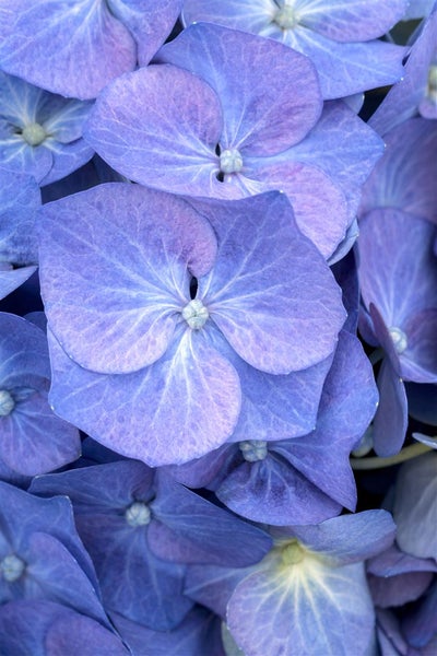 Hydrangea macrophylla 'Bela', Hortensie, rosa, 40–60 cm