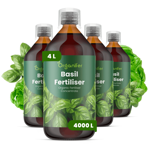 Organifer Bio-Basilikumdünger Konzentrat, vier Flaschen, 4 Liter, ausreichend für 4000 Liter Düngerlösung.