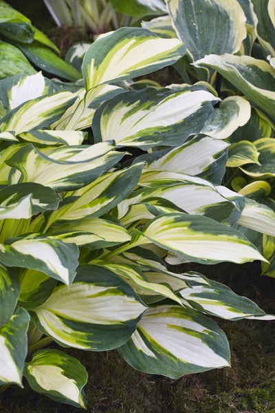 Hosta x fortunei 'Fire and Ice', Funkie, grün-weiß, ca. 11x11 cm Topf