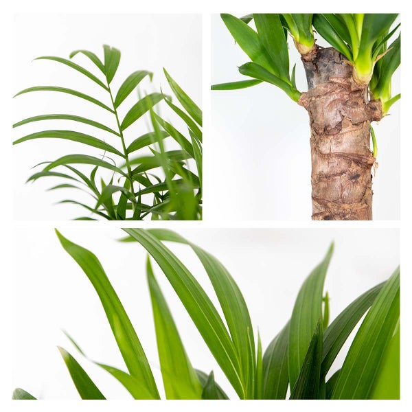 3x Tropische Palmen Mischung inkl. Korb aus Seegras - Pflegeleicht - ⌀12 cm - ↕20-45 cm