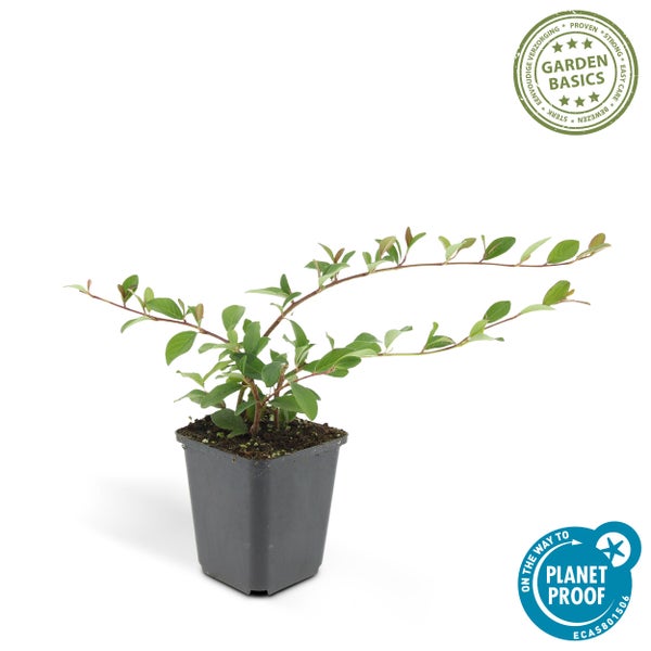 Bodendecker - Cotoneaster dammeri - Teppich-Zwergmispel - 9cm Topf - Set mit 12 Pflanzen