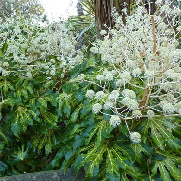 Aralie mit Blättern und Blütenständen im Garten